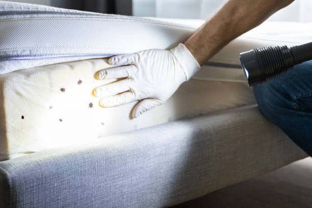Best Local Pest Control Services  in Paulsboro, NJ
