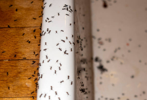 Best Pest Inspection Near Me  in Paulsboro, NJ